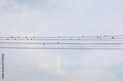 bird on the electric line