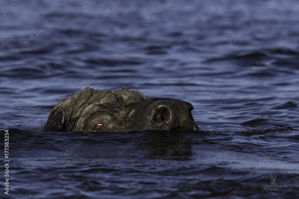 Fototapeta premium African buffalo Submerged