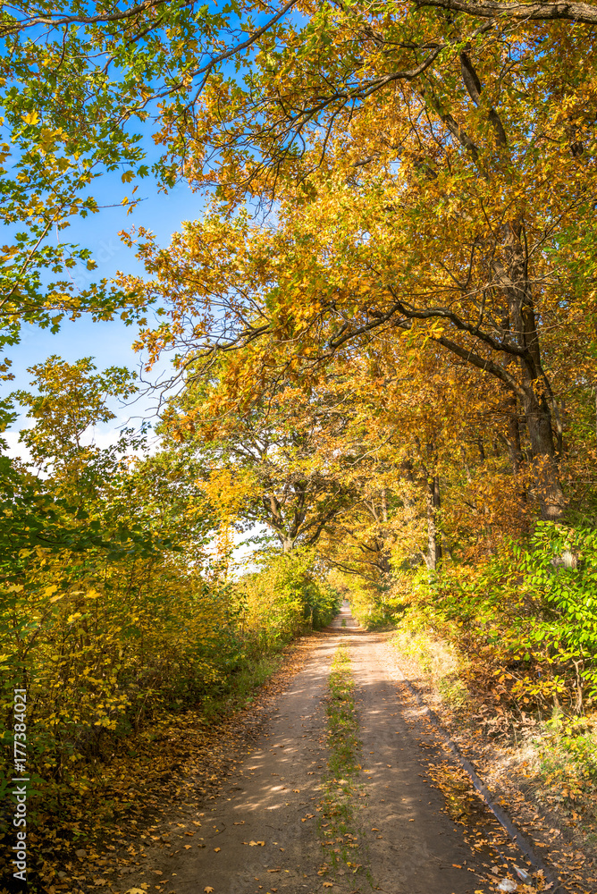 Scenic forest in autumn, landscape with road between trees with golden leaves
