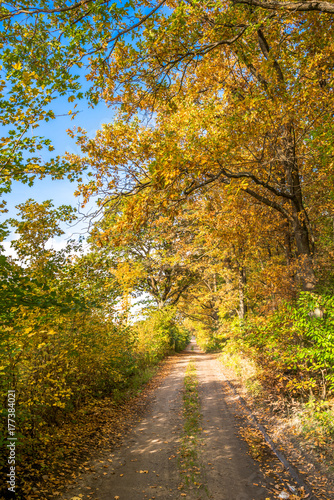 Scenic forest in autumn, landscape with road between trees with golden leaves