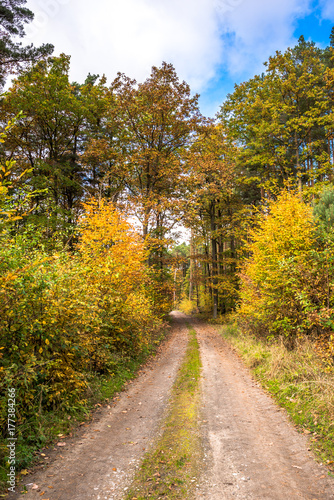 Polish forest in autumn, scenic landscape with road between trees with yellow leaves