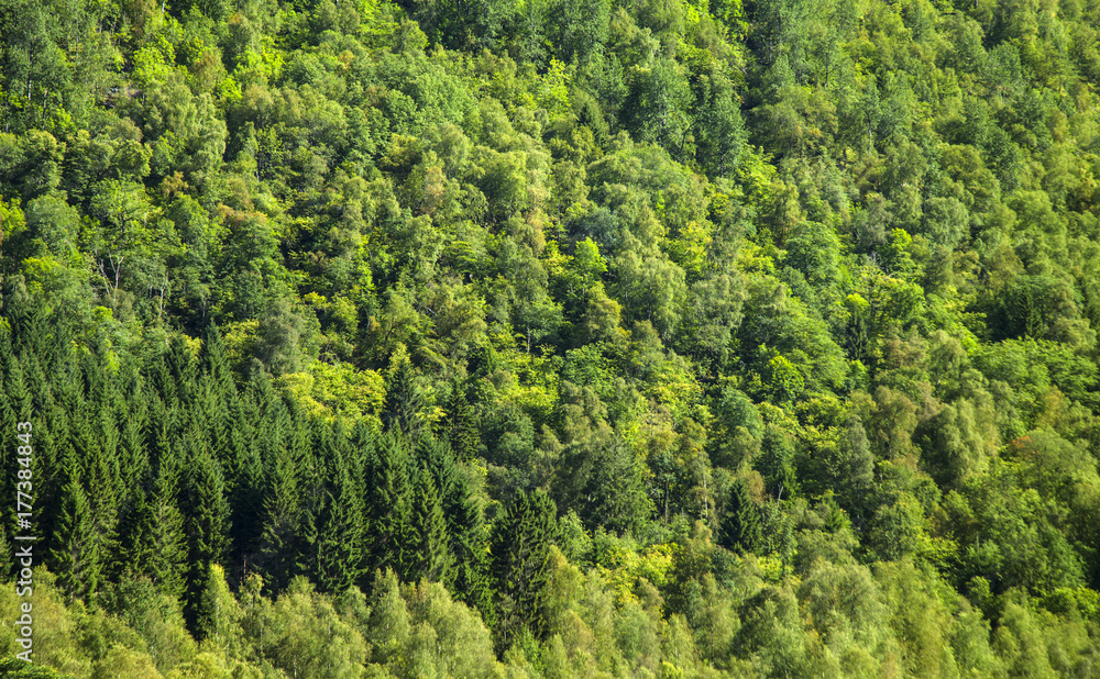 Wald Wald