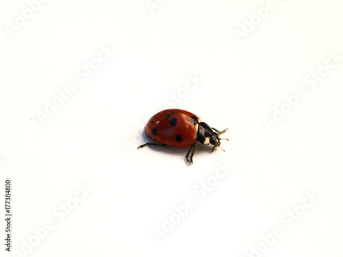 Ladybug