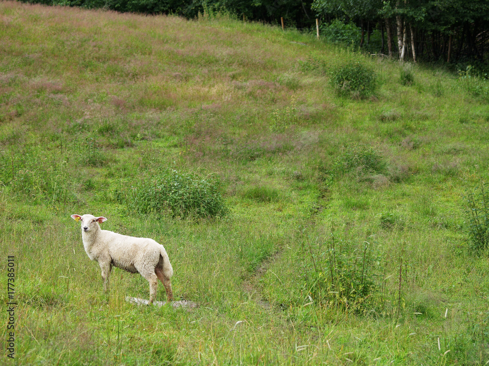 Sheep Sheep