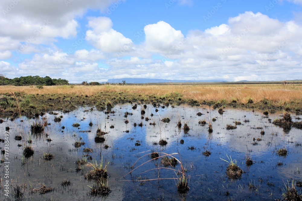 swamp in Gran Sabana Venezuela