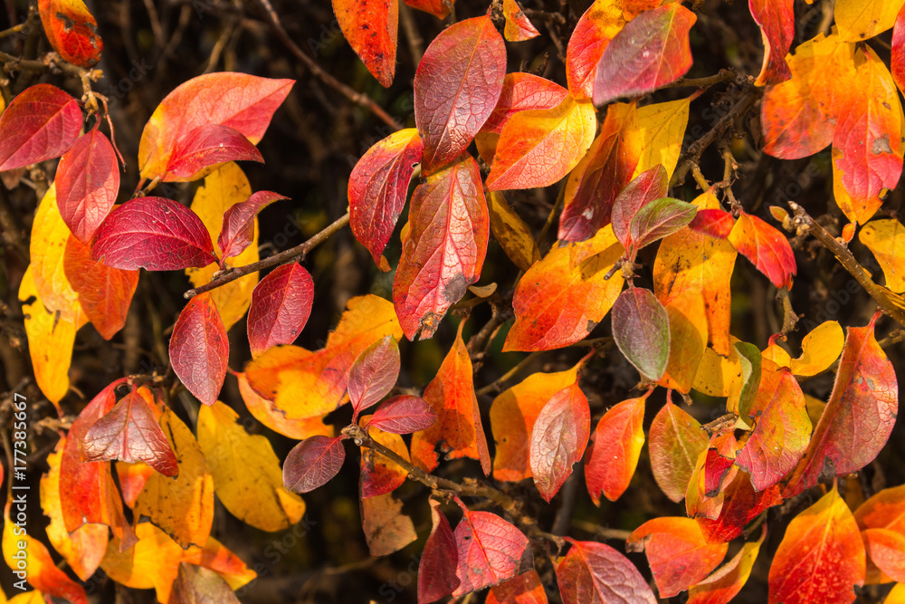 Autumn leaves background Autumn leaves background