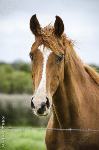 Chestnut horse in paddock © Sue