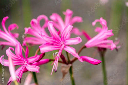 Pink flower