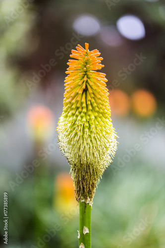 Tall orange flower