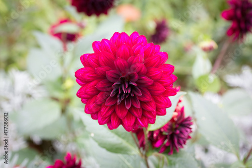 Dark pink flower
