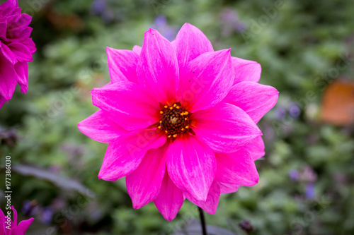 Pink flower