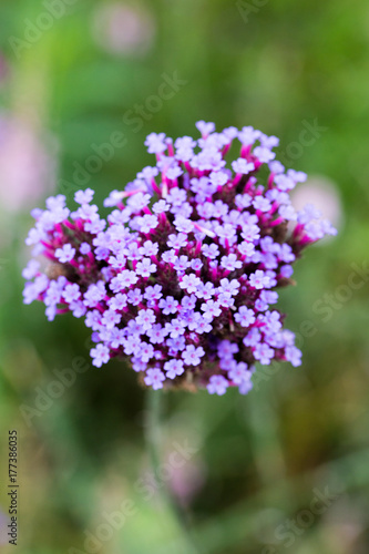 Purple flower