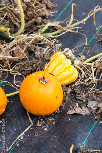 Pumpkins