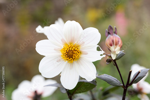 White flower