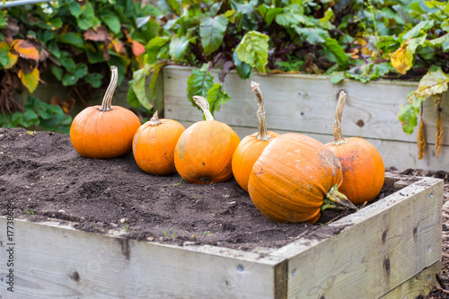 Pumpkin patch
