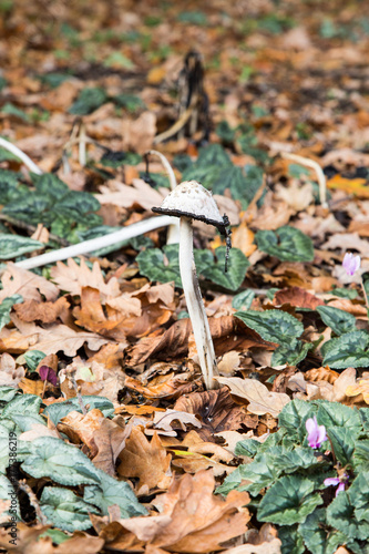 Mushrooms