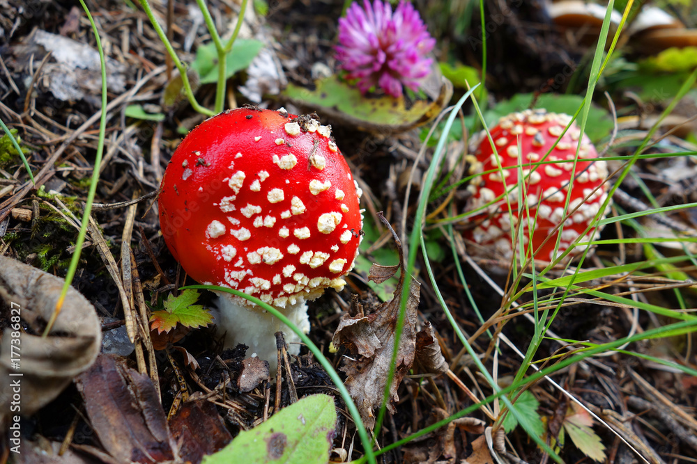 Fliegenpilze im Wald