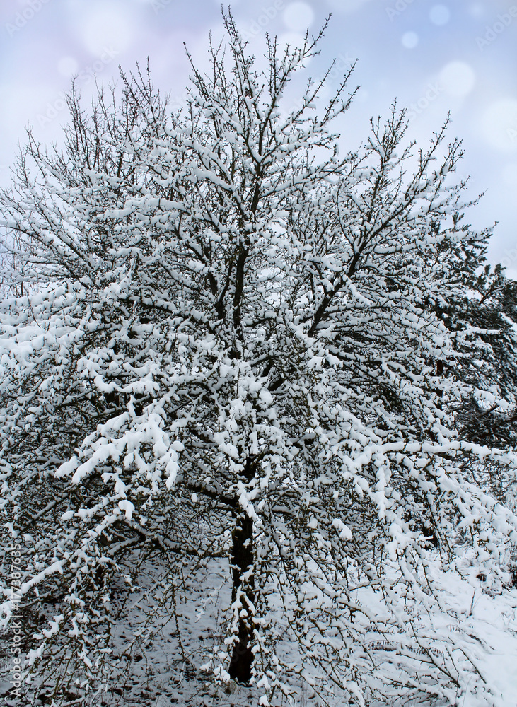 Snowfall in winter forest. A beautiful winter landscape Snowfall in winter forest. A beautiful winter landscape