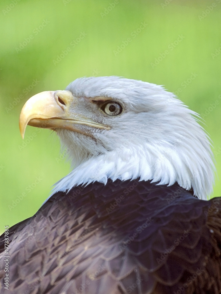 Head of mature Bald Eagle, looking back. Head of mature Bald Eagle, looking back.