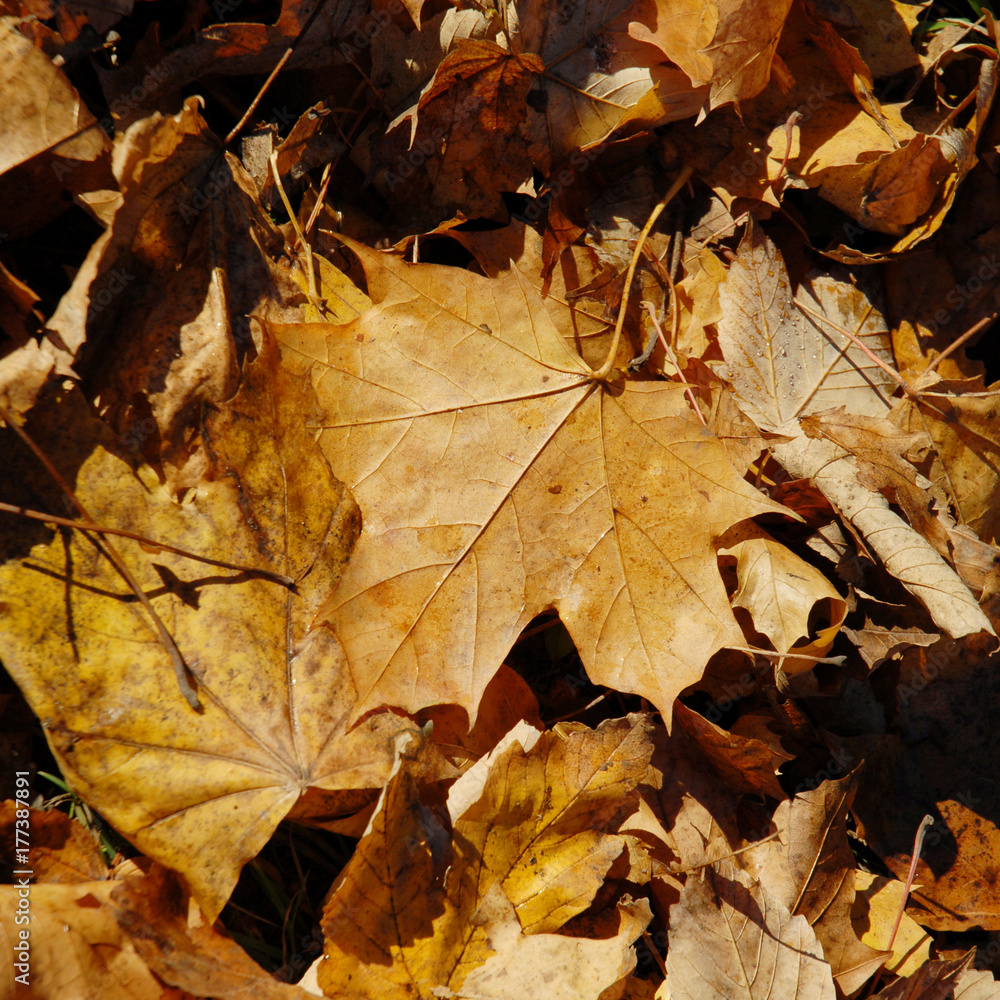 Autumn leaves