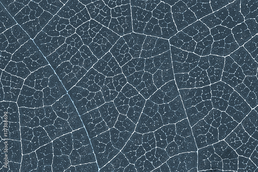 Fototapeta premium Leaf texture or leaf background for graphic website template. spring beauty. environment and ecology idea concept design.