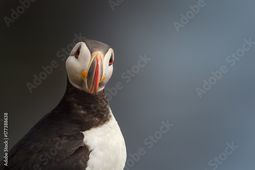 Portrait of a puffin photo