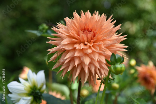Fototapeta Naklejka Na Ścianę i Meble -  Dahlia rose en été au jardin