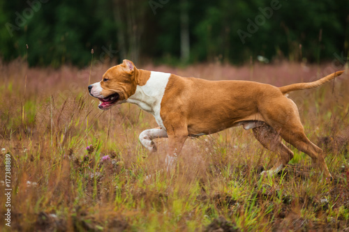 Running american Staffordshire terrier on yellow green grass