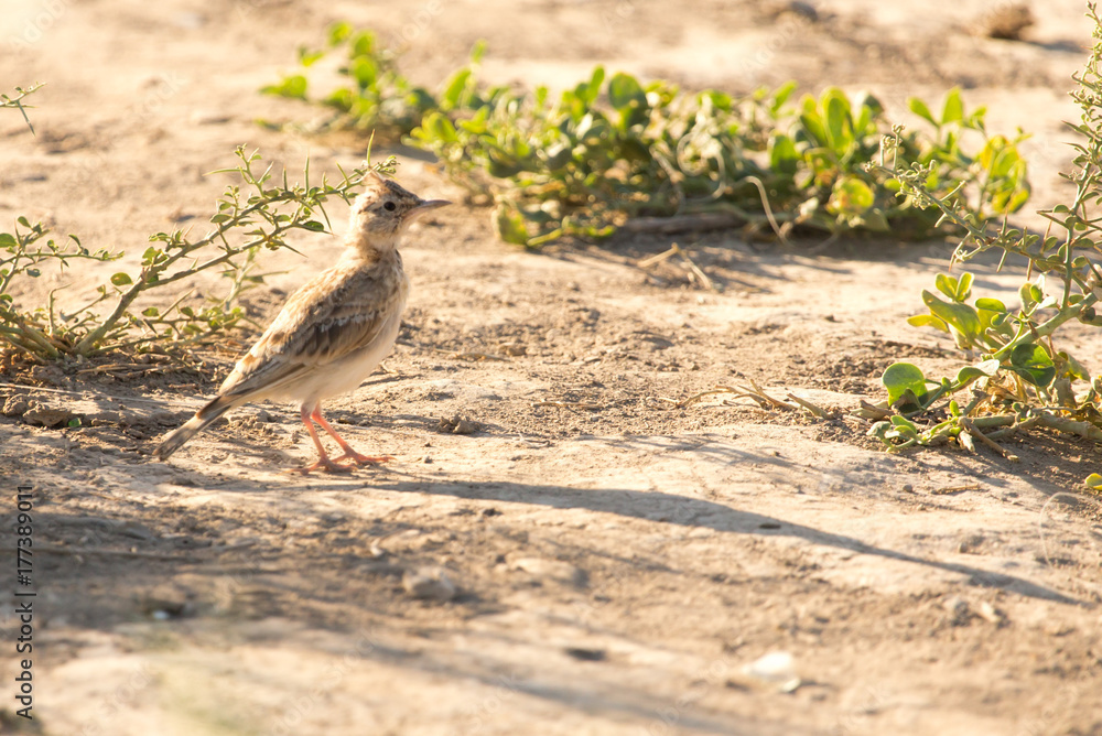 a little bird on the ground in nature a little bird on the ground in nature
