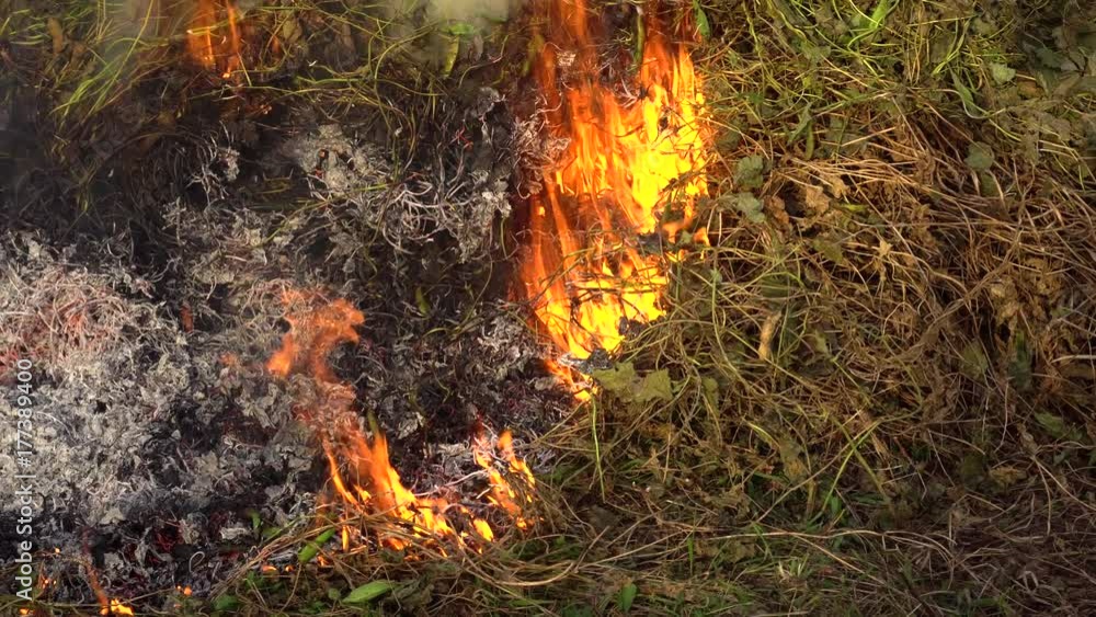 burning dry plants burning dry plants
