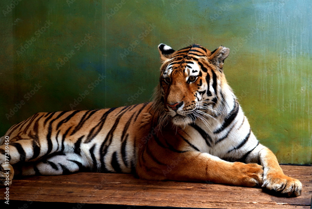 chilling tiger chilling tiger