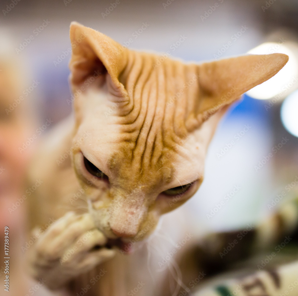Portrait of a bald cat at an exhibition Portrait of a bald cat at an exhibition