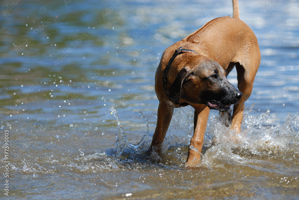The ridgeback The ridgeback