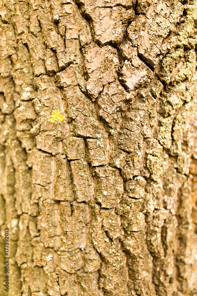 background of bark on tree on nature background of bark on tree on nature