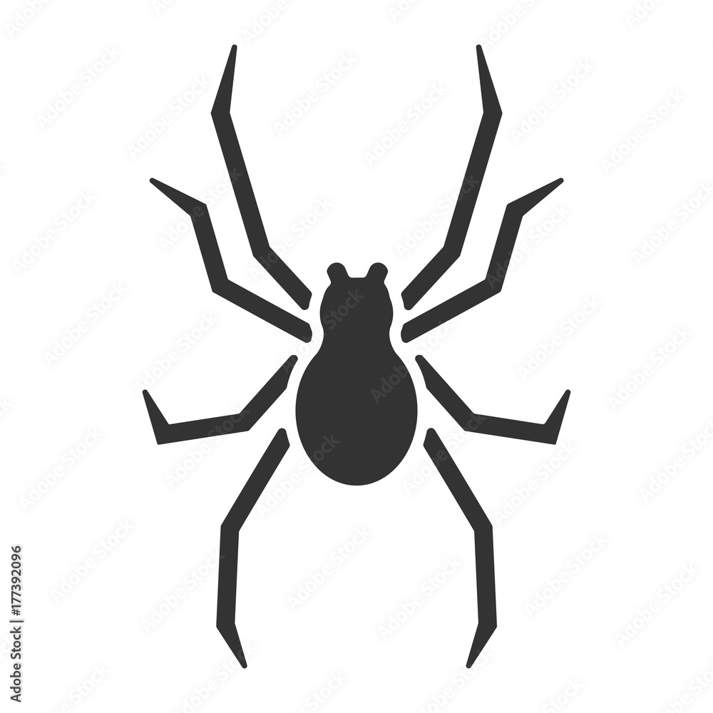 Spinne Spinne