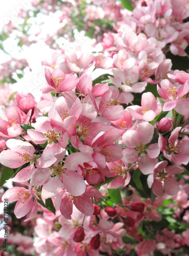 branch of a blossoming tree