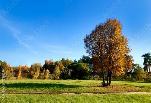 Beautiful autumn background with a colorful tree on a meadow, in fall season