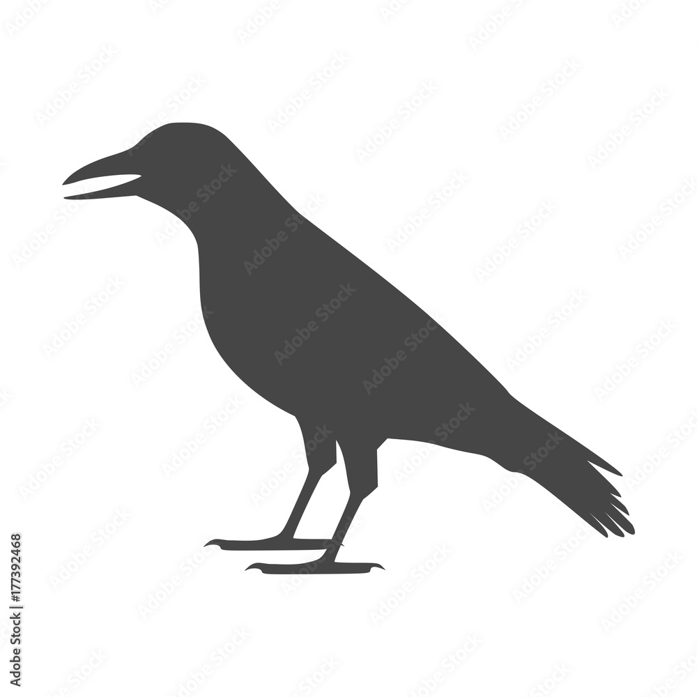 Crow vector illustration design, Crow silhouette Crow vector illustration design, Crow silhouette