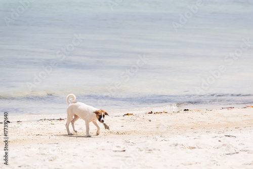 Fototapeta Naklejka Na Ścianę i Meble -  Dog on the beach at the Koh Samet island, Rayong, Thailand.