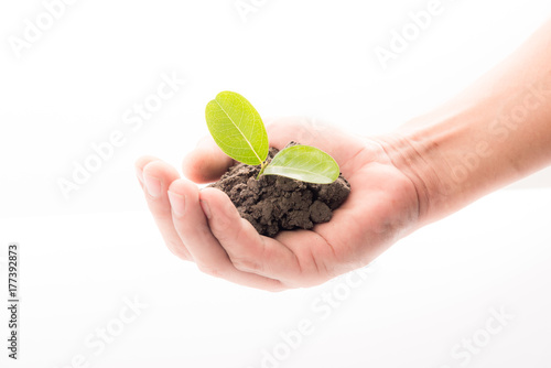 Plant in the hand on White background
