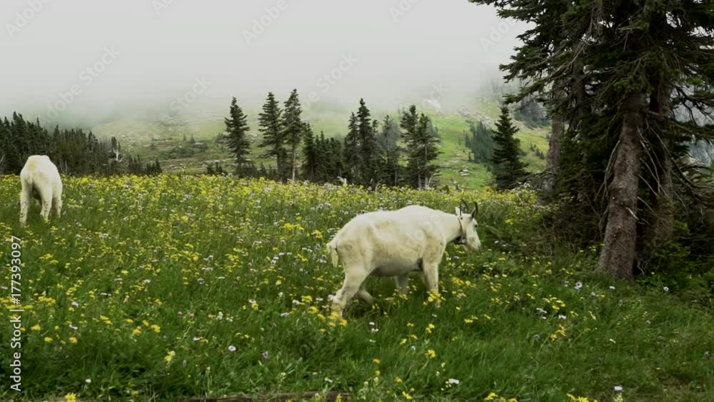 Wide shot of two goats grazing in a clearing of a forest Wide shot of two goats grazing in a clearing of a forest