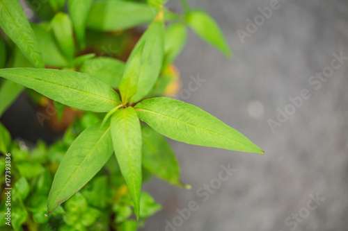 Vietnamese Coriander or Persicaria odorata popular herbal plant for food in Northern of Thailand photo