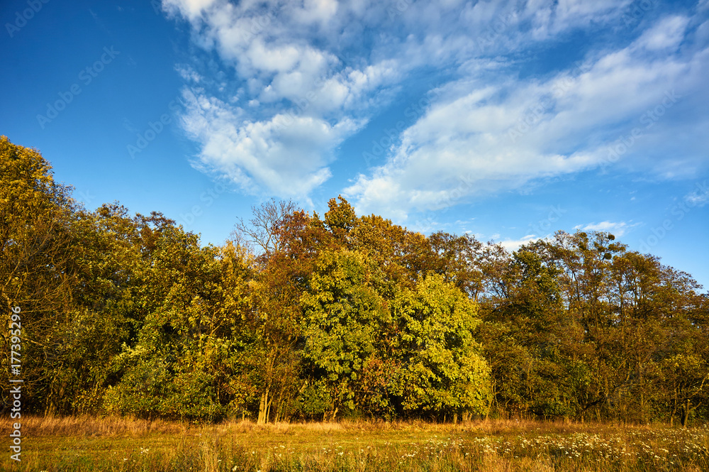 Meadow and birch grove in autumn .