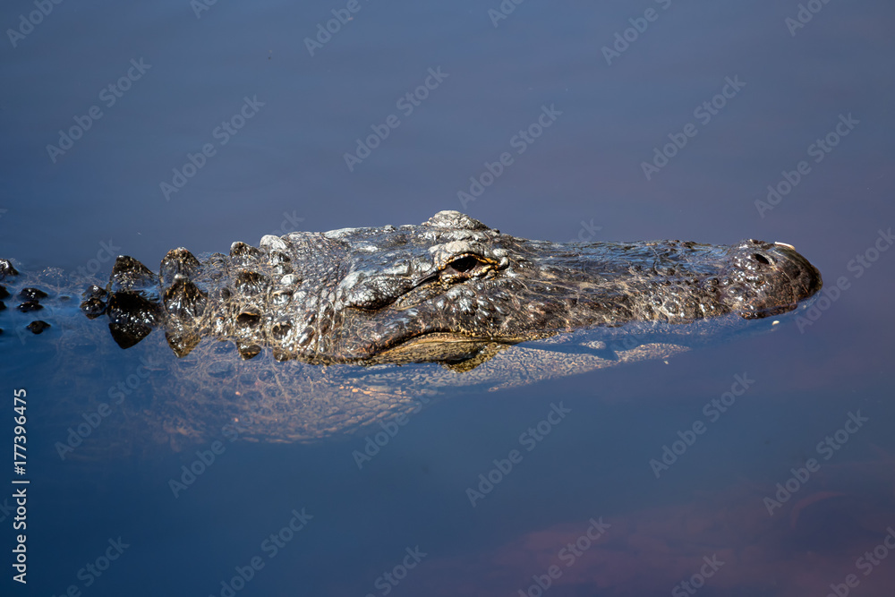 Alligator head half submerged in murky water Alligator head half submerged in murky water