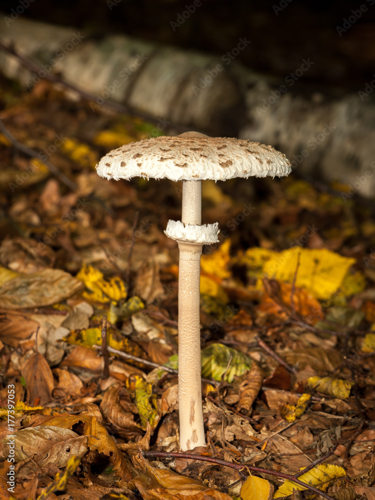 Parasol moushroom growing in a deciduous forest Parasol moushroom growing in a deciduous forest