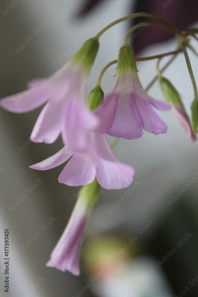 Fototapeta premium Macro of a flower