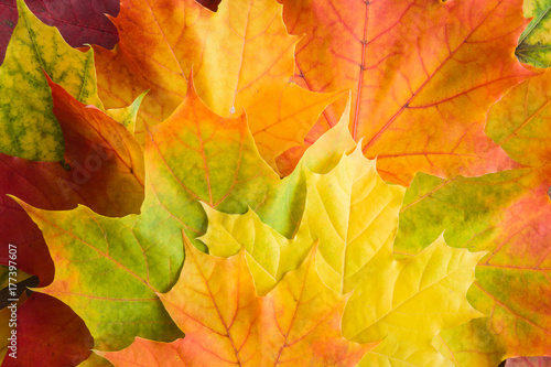 Wallpaper Mural Welcome autumn. Greeting card with beautiful, fresh, colorful maple leaves. Background. Top view. Torontodigital.ca