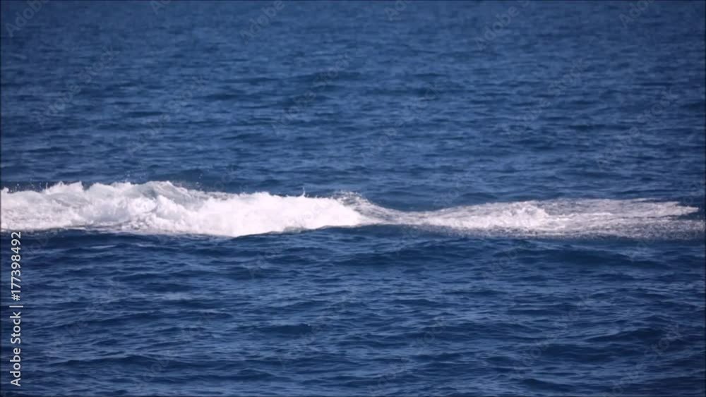 free whale in the ocean like concept of freedom free whale in the ocean like concept of freedom