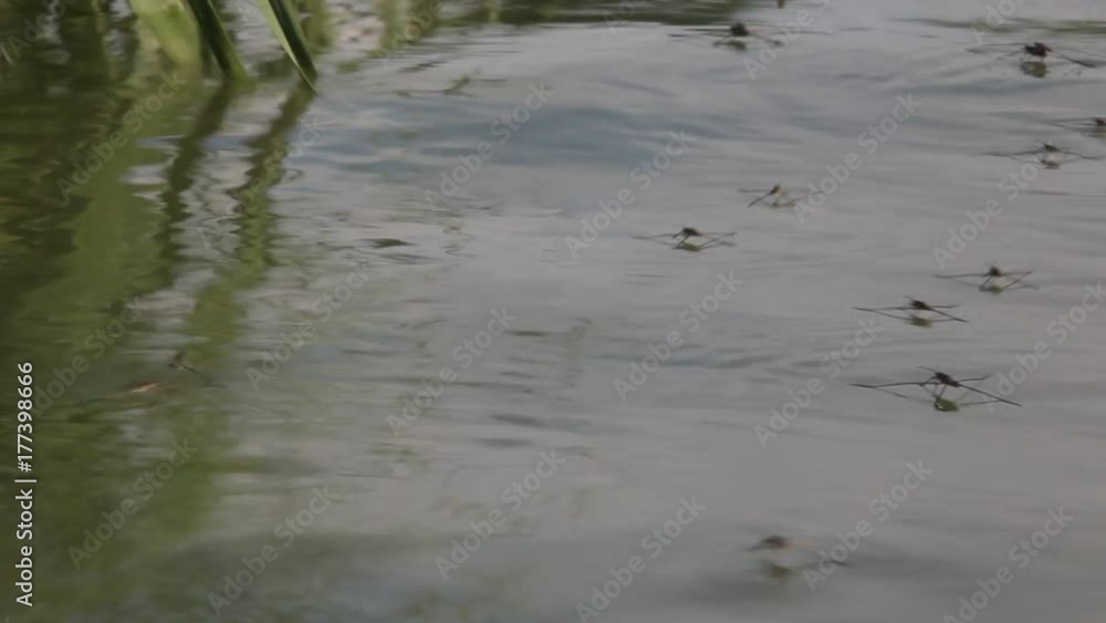 The Gerridae are a family of insects in the order Hemiptera, commonly known as water striders, water bugs, pond skaters, water skippers, or jesus bugs. The Gerridae are a family of insects in the order Hemiptera, commonly known as water striders, water bugs, pond skaters, water skippers, or jesus bugs.