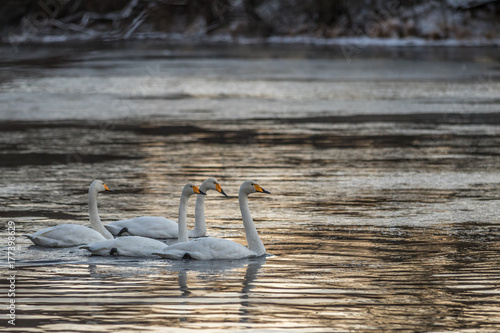 Four whooper swans, Cygnus cygnus, swimming in river in winter photo